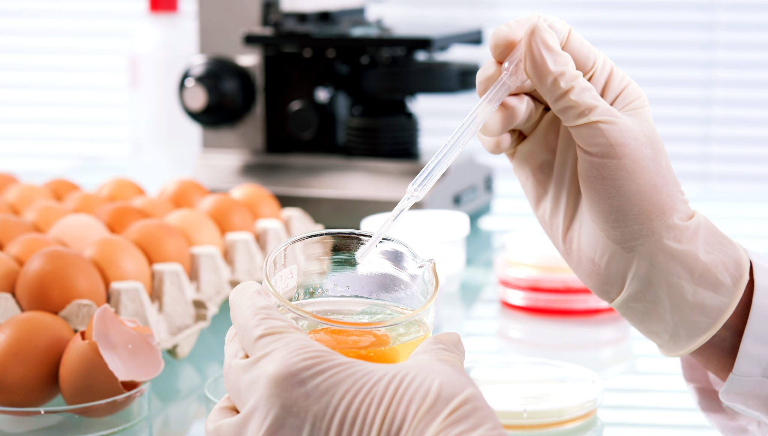 Исследование на сальмонеллез. Лабораторные исследования яиц. Санитарно-микробиологическое исследование яйца. Экспертиза куриных яиц. Антибиотики в пищевой продукции.